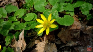 2011.04.25 Wiosna 2011