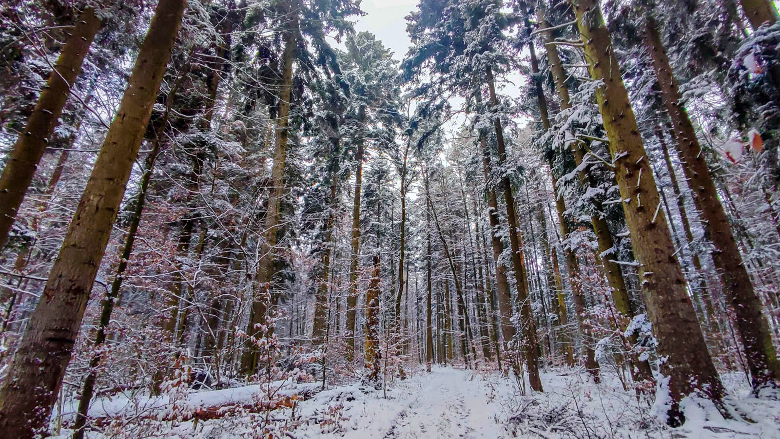 RPN: ŚCIEŻKA DO WOJDY, SZEWNIA DOLNA