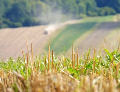 KRAJOBRAZ PO ŻNIWACH: SIERPNIOWE PEJZAŻE