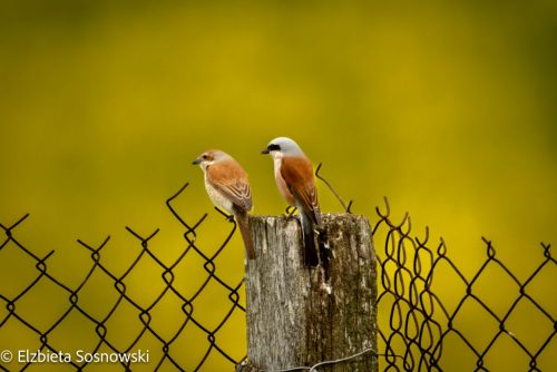 The red-backed shrike...