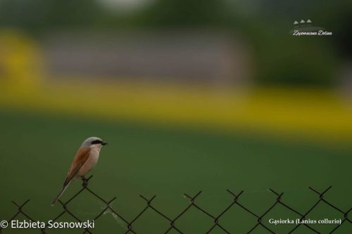 06-gasiorka-Lanius-collurio