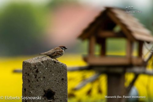 11-Wrobel-mazurek-lac.-Passer-montanus