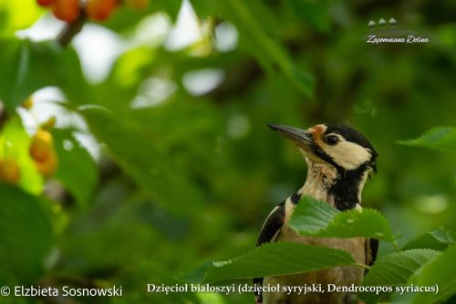 12-dzieciol-bialoszyi-dzieciol-syryjski-Dendrocopos-syriacus