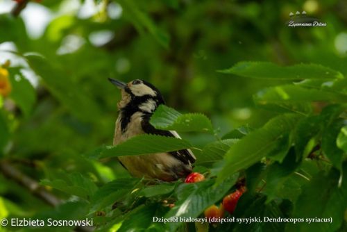 14-dzieciol-bialoszyi-dzieciol-syryjski-Dendrocopos-syriacus