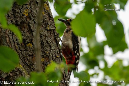 15-dzieciol-bialoszyi-dzieciol-syryjski-Dendrocopos-syriacus