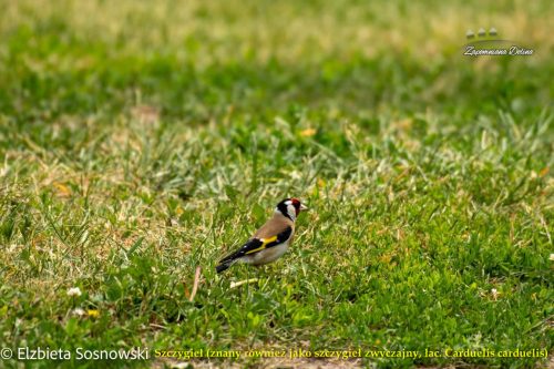 17-szczygiel-znany-rowniez-jako-szczygiel-zwyczajny-lac.-Carduelis-carduelis