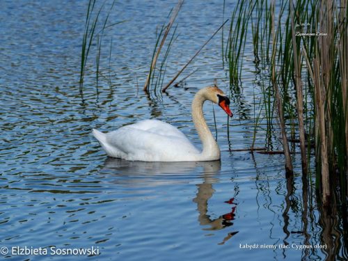 18-labedz-niemy-lac.-Cygnus-olor