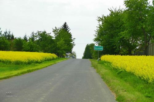 HENRYKÓWKA (2022.05.20)