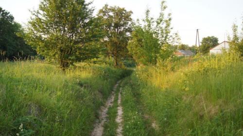 SONY DSC