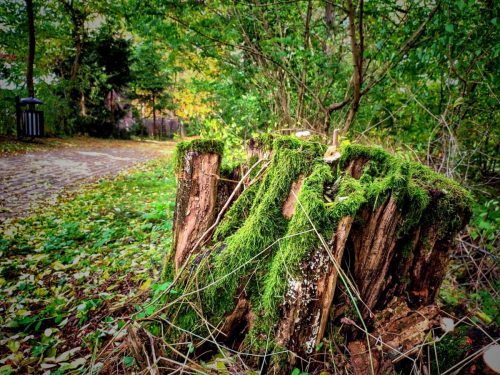 IMG 20251019 122113185 HDR AE