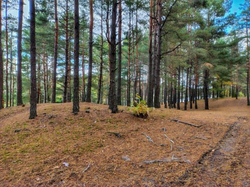 IMG 20251019 125026789 HDR AE