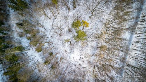 DJI 0161
