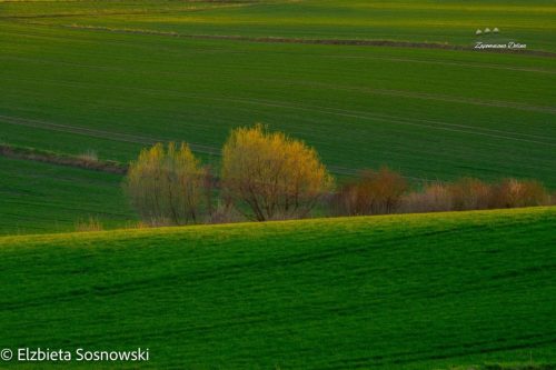 sosnowski-11