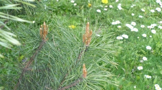 2011.05.16 Szata roślinna gminy Grabowiec