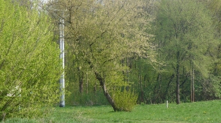 2011.05.16 Szata roślinna gminy Grabowiec
