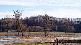 Grabowiec Góra, Bronisławka (2016.01.29)_7