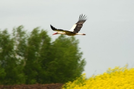fot. Piotr Szymczyk_9